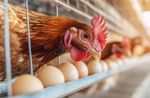 chiken