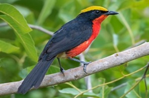 oiseau benin