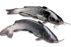 catfish