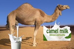 camel